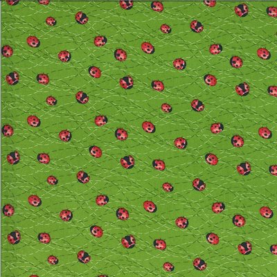 Solano ladybirds
